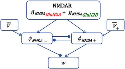 GluN2B-NMDAR subunit contribution on synaptic plasticity: A phenomenological model for CA3-CA1 synapses